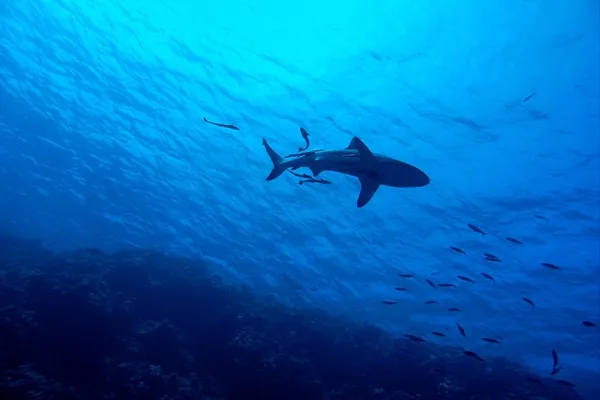 Great Barrier Reef
