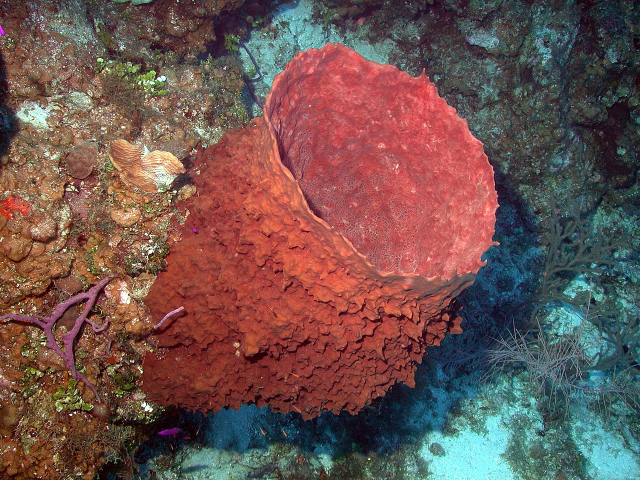 Little Cayman